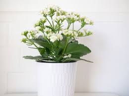 Your Guide To Growing Kalanchoe Plants Indoors Plants Indoor Plants Planting Flowers