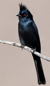 Bird With Red Triangle On Back Of Head Phainopepla Nitens Phainopepla Sighted 02 26 2017 Oasis Of Mara Twentynine Palms California Birds Twentynine Palms Bird