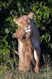 Pin Auf Animals Beautiful