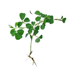 Image result for Grona triflora