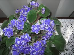 He has presented programs at the Psychedelic Rose Baby Violets African Violets