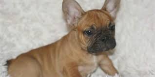 Help keep this page updated: French Bulldog Puppy For Sale Adoption Rescue For Sale In Morganville New Jersey Classified Americanlisted Com