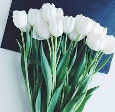 Tulips Tulipani White Flowers Flower Pretty Flowers Beautiful Flowers White Flowers