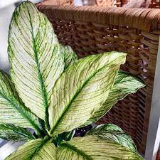 Maybe you would like to learn more about one of these? Pin On Plants