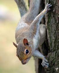 Squirrel On Tree Squirrel Climbing On The Tree Aff Squirrel Tree Climbing Ad Squirrel Animals Images Cute Animal Pictures