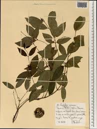 Image result for Landolphia owariensis