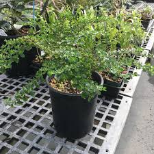 Image result for Pilea microphylla