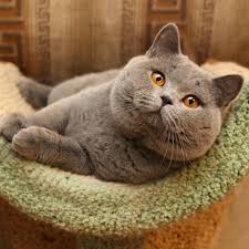 B2a487e1d66627f3c7bb9beaf9e4c78c Jpg 960 960 Kittens Cutest Cute Cats Cute Animals