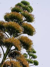 Image result for Agavaceae