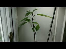 Avocado Tree From Seed 43 Days Time Lapse