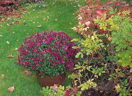 Si la surface est importante, tu peux louer (ou emprunter) un petit motoculteur. Les Plantations D Octobre Au Jardin Au Balcon Et A L Interieur