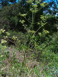 Image result for Afroligusticum claessensii