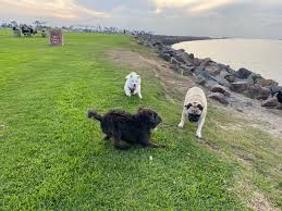Dusty Rhodes Dog Park – Ocean Beach
