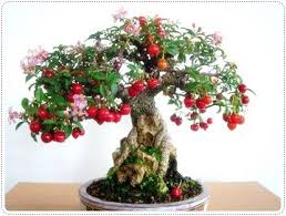 Trees on colt rootstock fruit very early in life, often the first year after planting, and are in full fruit by. Beautiful Cherry Tree Bonsai Tree Bonsai Fruit Tree Bonsai