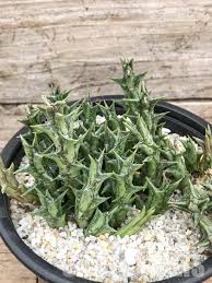 Image result for Orbea dummeri