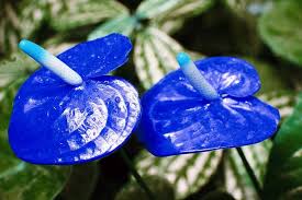 Check spelling or type a new query. 20 Pcs Rare Flower Seeds Blue Anthurium Seeds Balcony Potted Flower Plants Flowers Garden Outdoors Cate Org
