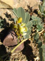 Image result for Senna italica