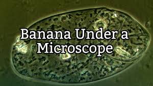 We did not find results for: Banana Under A Microscope Plant Cell Structure Youtube