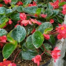 Tanaman hias gantung minimalis yang berasal dari afrika ini cukup mudah perawatannya. Jual Tanaman Hias Gantung Pohon Begonia Merah Terbaru Juni 2021 Blibli