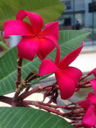 Red Frangipani Plumeria Rubra I Met The Ruby Red Here There Everywhere Plumeria Frangipani Red