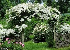 Climbing Iceberg Rose Climbing Roses Rose Trees White Gardens