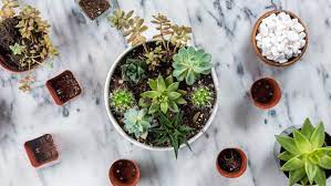 See more ideas about succulents, planting succulents, succulents garden. How To Make An Easy Succulent Container Garden
