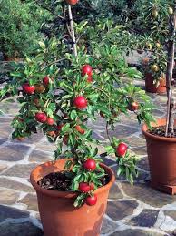 Fruitier En Pot Agrumes Et Plantes Exotiques A La Maison Jardinage Urbain Jardinage Arbre Fruitier