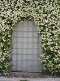 How much space does your jasmine plant need? Trachelospermum Jasminoides Wikiwand