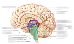 The central nervous system (cns) represents the largest part of the nervous system, including the brain and the spinal cord. Central Nervous System Diagram Quizlet