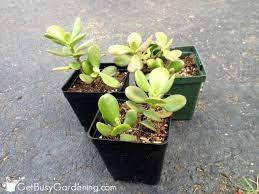 Pin On Garden Yard