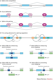 Conclusions we conclude that mrna analyses are useful in characterization of variants that may affect splicing. Context Dependent Control Of Alternative Splicing By Rna Binding Proteins Nature Reviews Genetics