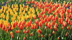 Check spelling or type a new query. 2021 Visit Keukenhof Tulip And Flower Garden Near Amsterdam In Holland