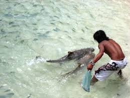 Langkawi Booking Hotel Chalet Kereta Sewa Pulau Payar Marine Park Booking Hotel Langkawi Marine