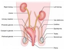 Start studying male anatomy label. Explain The Male Reproductive System Of Rabbit With A Labelled Diagram Sarthaks Econnect Largest Online Education Community