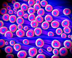 Aureus vaccine, we selected the recombinant proteins staphylococcal enterotoxin b (rseb) and manganese transport protein c (rmntc) as. Experimental Drug Shows Promise Against Deadly Mrsa Infections