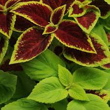 Image result for Coleus gracillimus