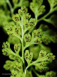 Image result for Anogramma leptophylla