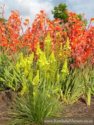 Image result for Bulbine favosa