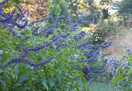 Reliable, this erect herbaceous perennial forms a mound of shiny, deep green leaves less than 12 in. Salvia Indigo Spires Sage