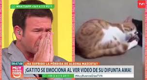 Así lo confirmó en su cuenta de instagram en al que. Nacho Gutierrez Rompe En Llanto Al Ver Video Viral De Gatito Que Recuerda A Su Duena Fallecida Tv Y Espectaculo Biobiochile