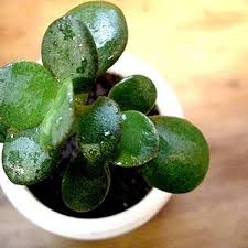 Maybe you would like to learn more about one of these? How To Care For A Jade Plant Dengarden