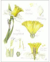Daffodil Study My First Botanical Study Taught By Wendy Hollender This Is The Weekend For Botanical Illustration Vintage Daffodils Botanical Illustration
