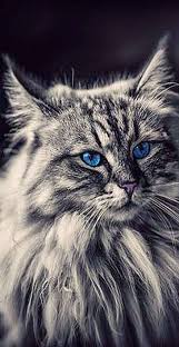 Amazing Fluffy Cat With Blue Eyes Photo By Pat Jimi Stauffer Cats Kitty Kitten Animal Pet Fur Fluffy Cute Amazing Long Hair Main Cats Gorgeous Cats Cute Cats