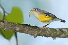 Birding Stroll at Fish Camp County Park