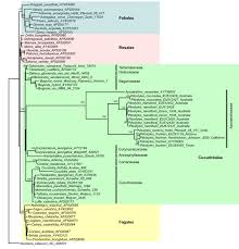 Image result for Apodanthaceae