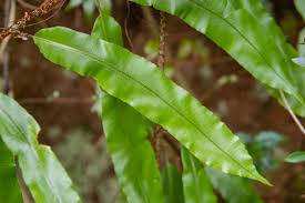 Image result for Oleandraceae