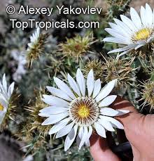Image result for Berkheya speciosa
