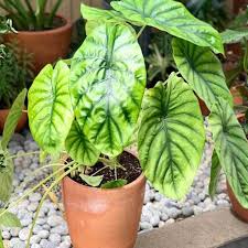 Jual Kattegat X Botanical Alocasia Green Shield Bibit Tanaman Hias Online Oktober 2020 Blibli Com