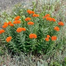 Butterfly Milkweed Native Grimm S Gardens Milkweed Plant Milkweed Plants