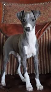 Black And White Italian Greyhound Puppy Italian Greyhound Puppy Greyhound Puppy Italian Greyhound Puppies Greyhound Puppy Grey